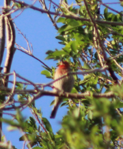 Roselin familier - ML646698640