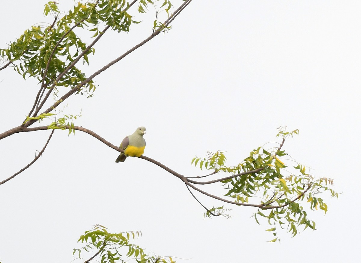 Вінаго жовточеревий - ML646698641