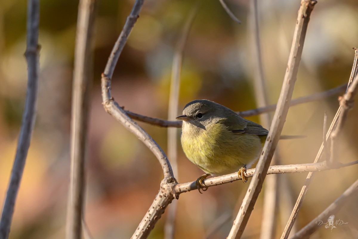 Orange-crowned Warbler - ML646698642