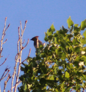 Cedar Waxwing - ML646698644