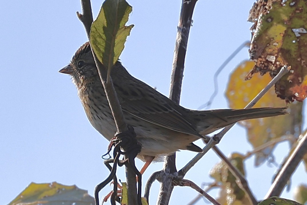 Lincoln's Sparrow - ML646698649