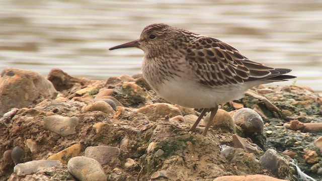 Pectoral Sandpiper - ML646698650