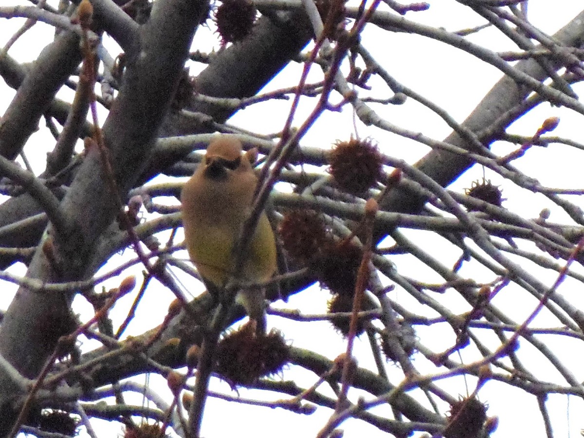 ヒメレンジャク - ML646698652