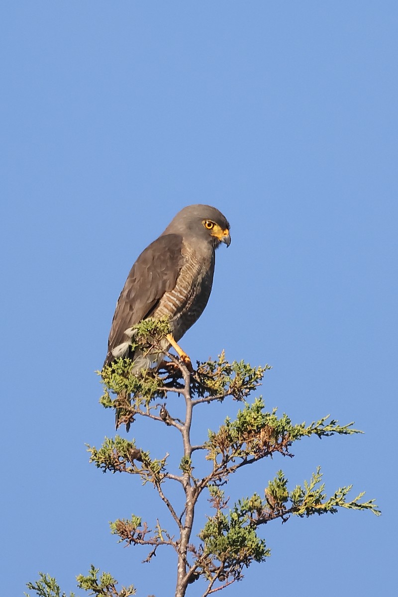 Дорожный канюк - ML646698653