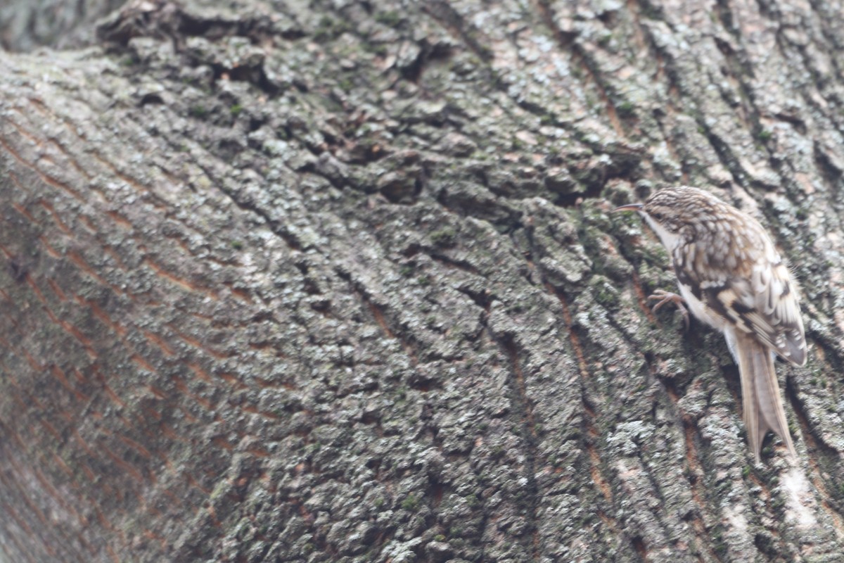 Американская пищуха - ML646698657