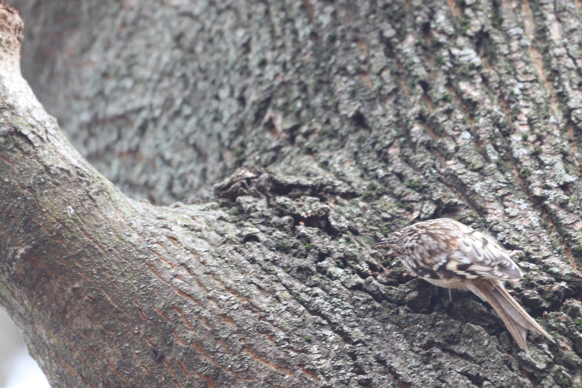 Американская пищуха - ML646698658