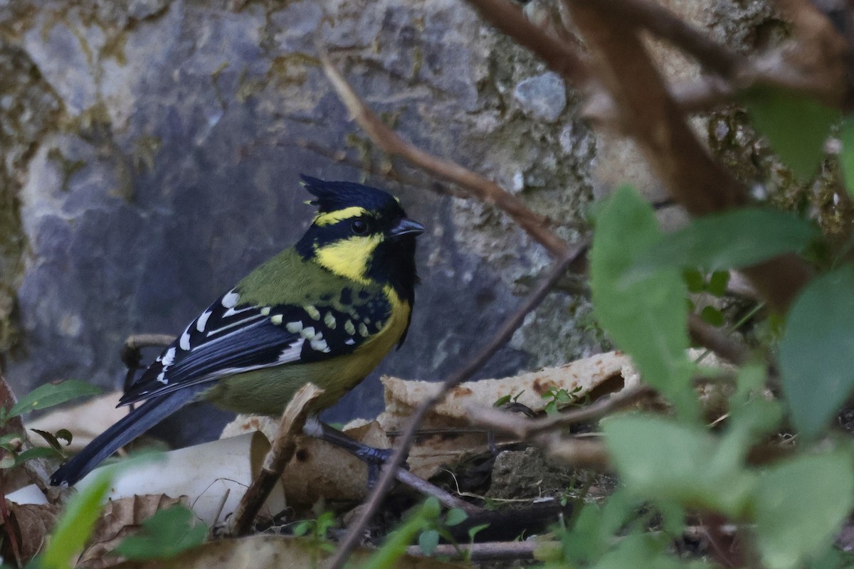 Himalayan Black-lored Tit - ML646698659