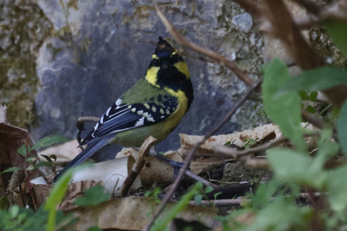 Himalayan Black-lored Tit - ML646698660