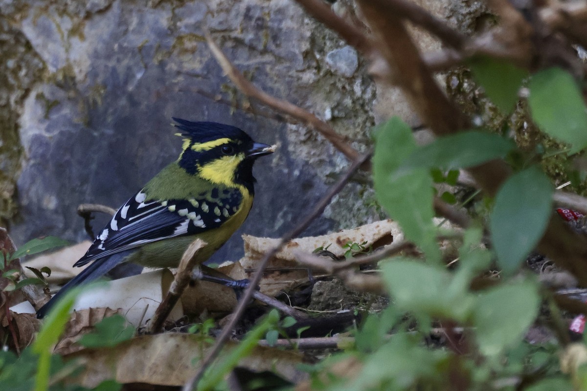 Himalayan Black-lored Tit - ML646698661