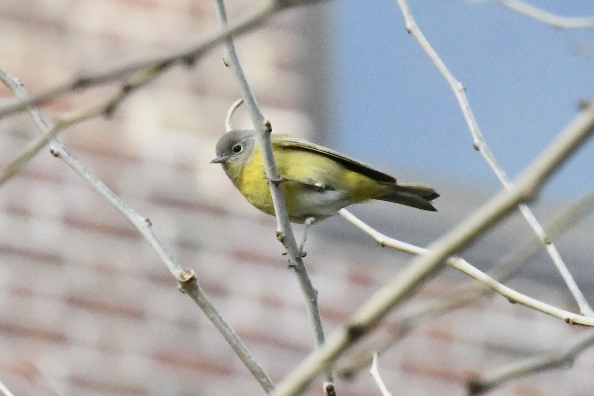 Nashville Warbler - ML646698664