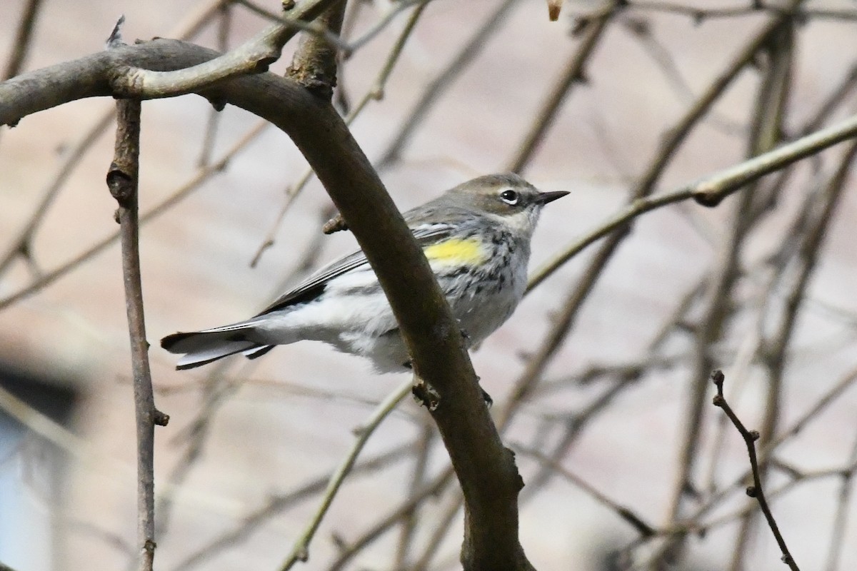 Yellow-rumped Warbler (Myrtle) - ML646698665