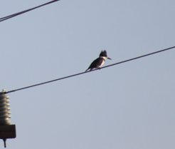 Belted Kingfisher - ML646698673