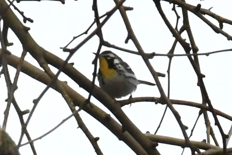 Yellow-throated Warbler (albilora) - ML646698681