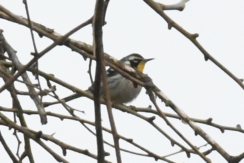 Yellow-throated Warbler (albilora) - ML646698682