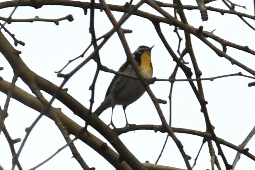 Yellow-throated Warbler (albilora) - ML646698683
