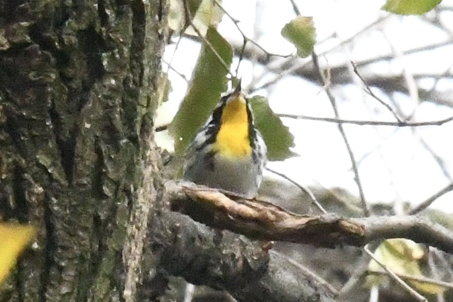 Yellow-throated Warbler (albilora) - ML646698686