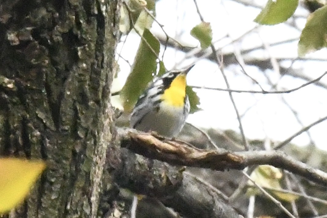 Yellow-throated Warbler (albilora) - ML646698687