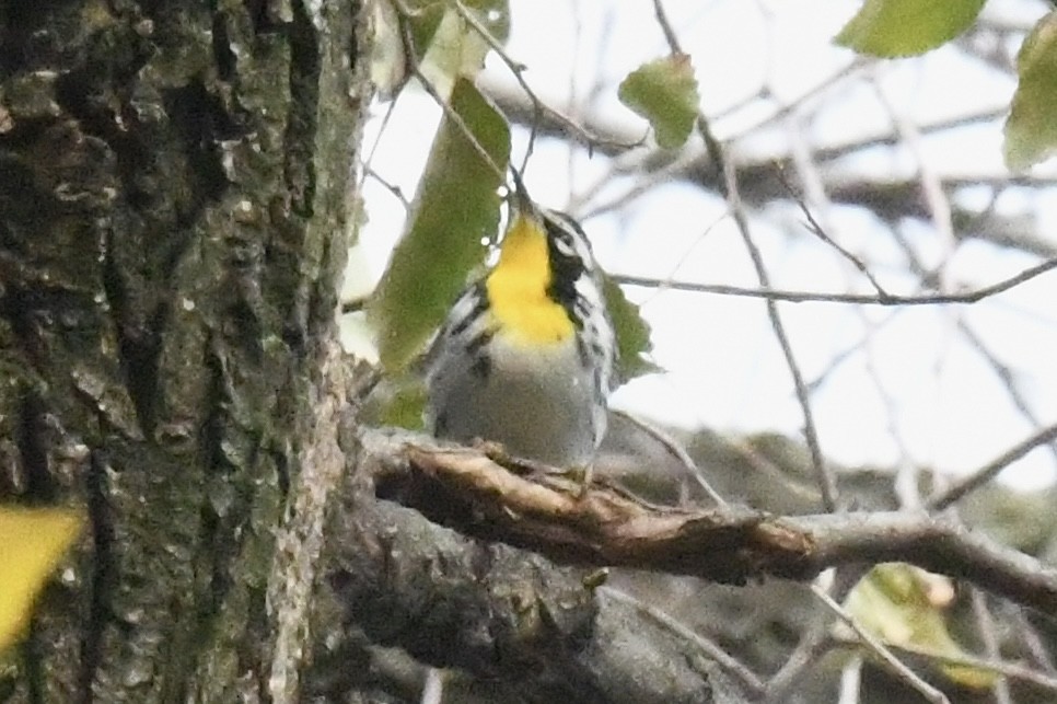 Yellow-throated Warbler (albilora) - ML646698688