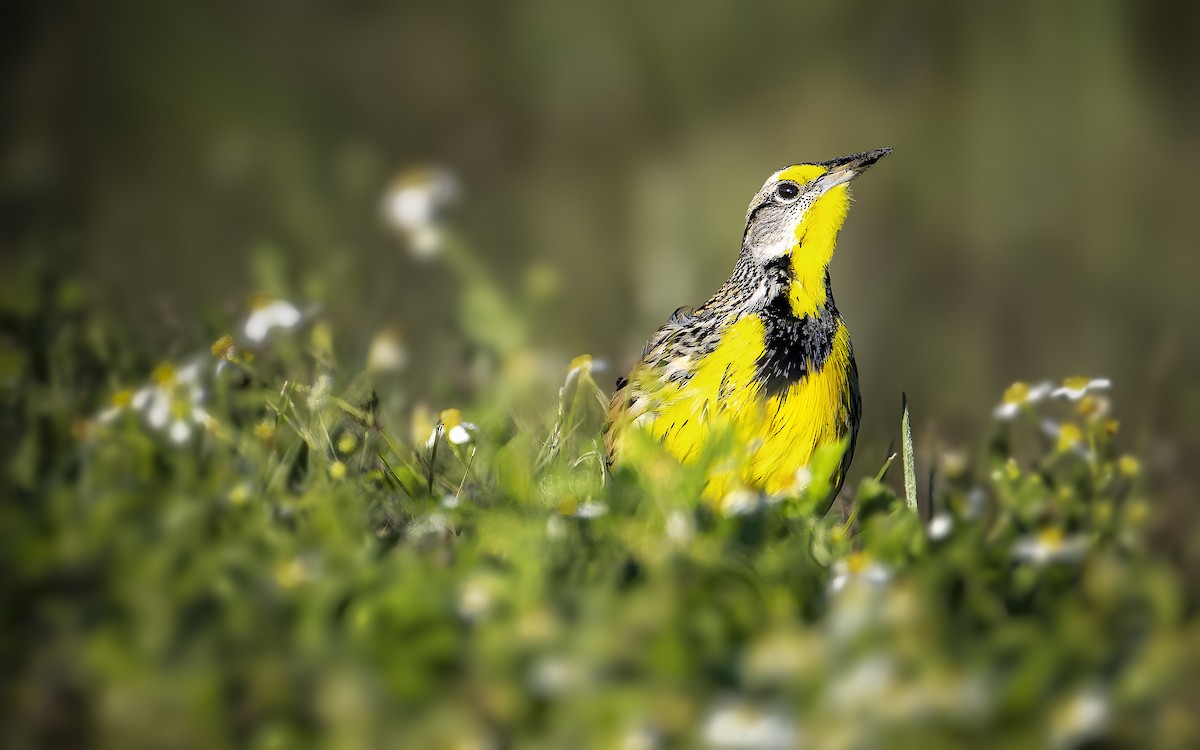 Eastern Meadowlark - ML646698691
