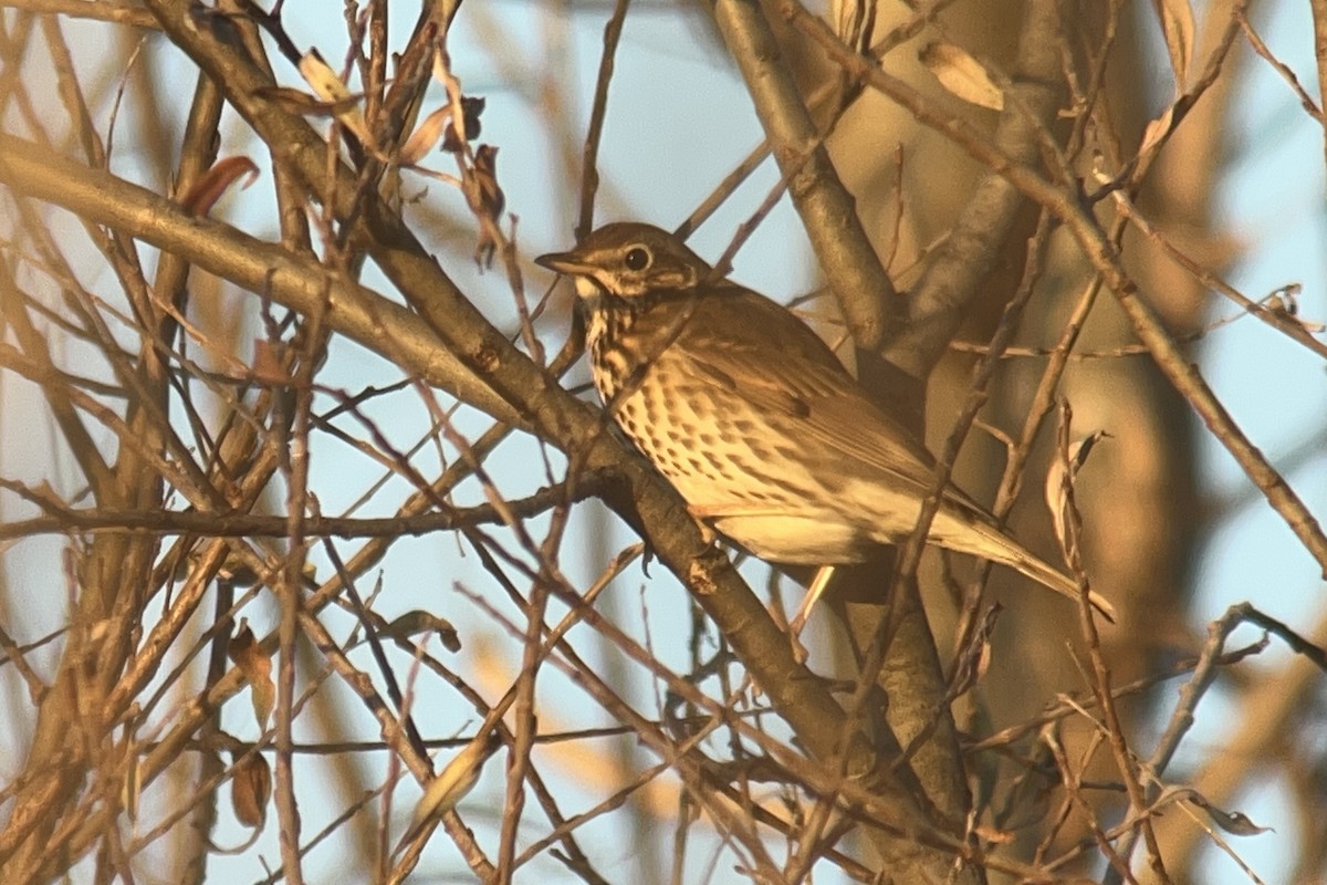 Song Thrush - ML646698692