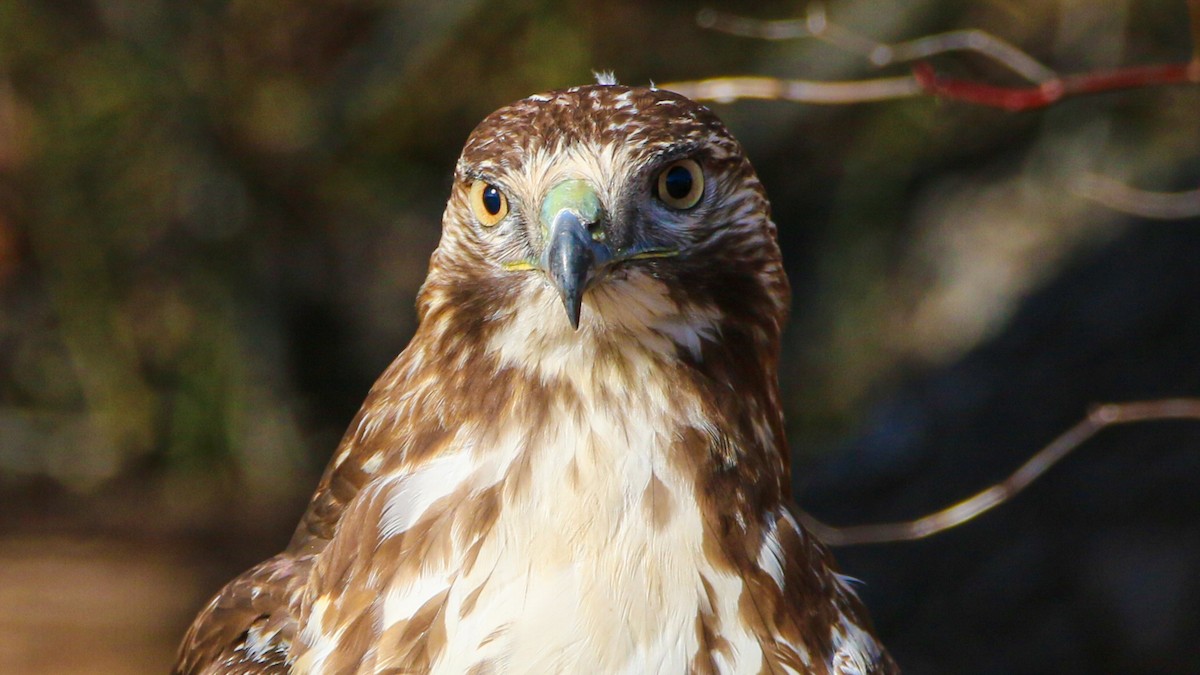 Краснохвостый канюк - ML646698694