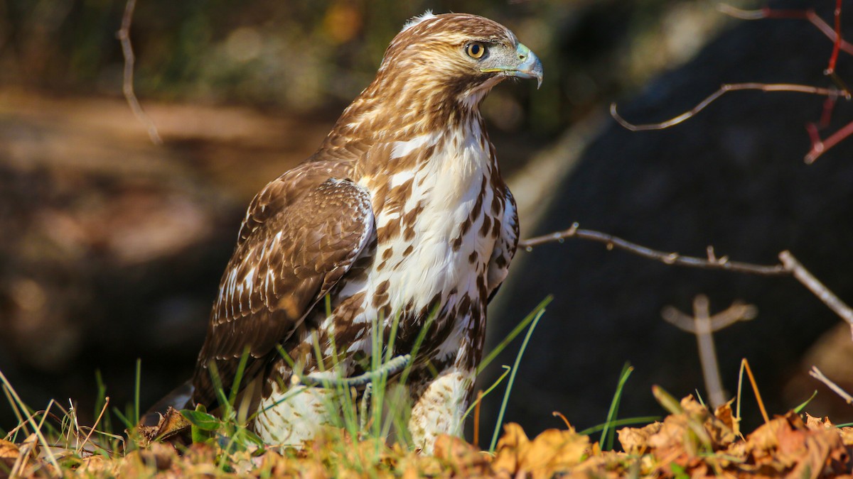 Краснохвостый канюк - ML646698695