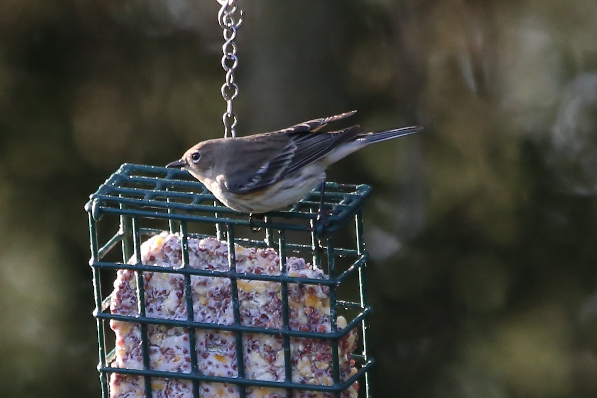 Kronenwaldsänger (coronata) - ML646698696