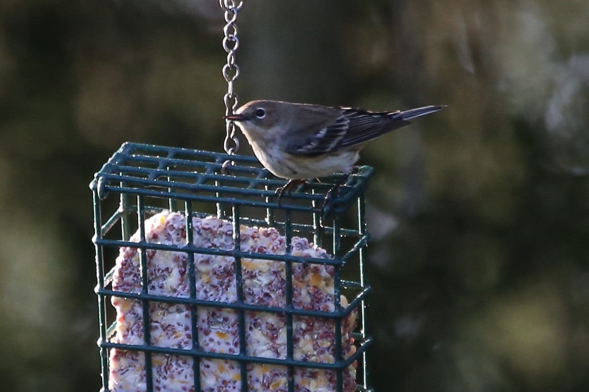 Kronenwaldsänger (coronata) - ML646698697