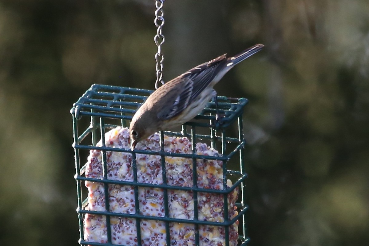 Kronenwaldsänger (coronata) - ML646698698