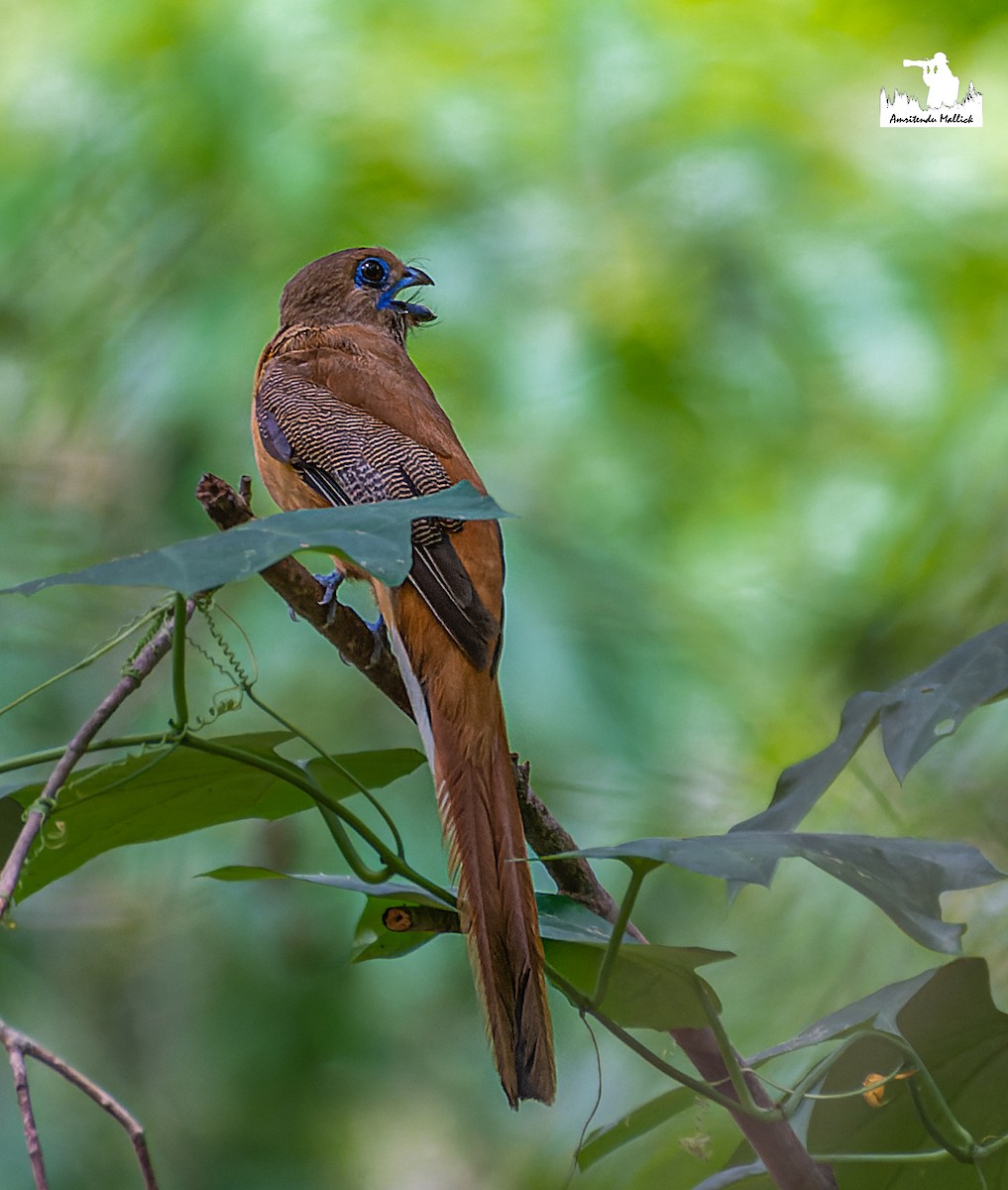 Malabar Trogon - ML646698699