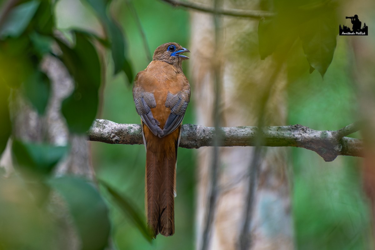 Malabar Trogon - ML646698701