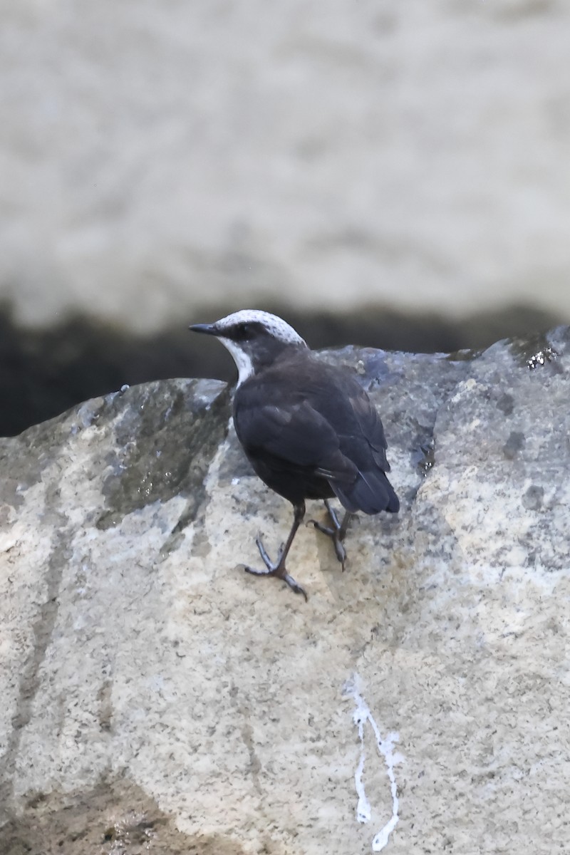 Белоголовая оляпка - ML646698702