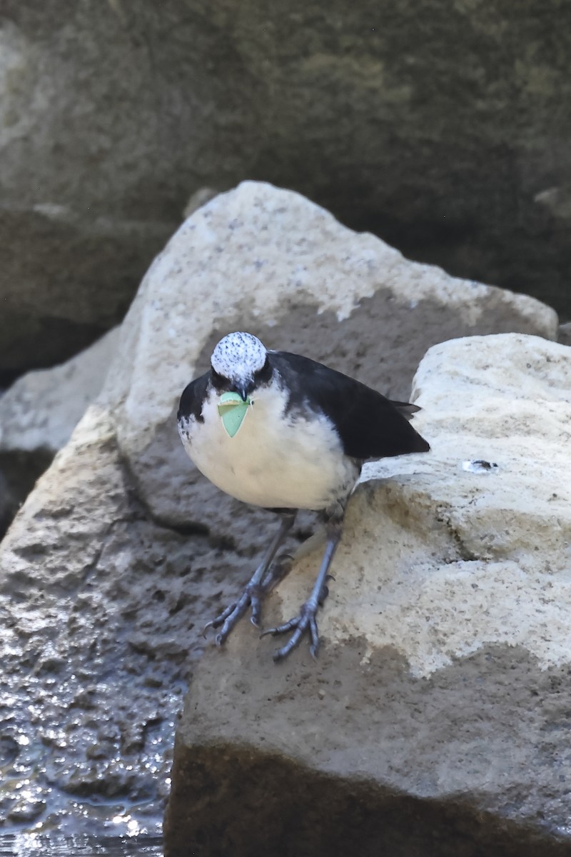 Белоголовая оляпка - ML646698703