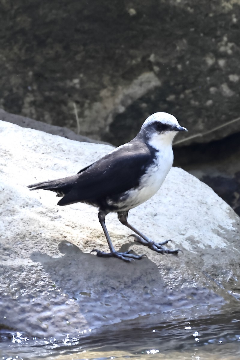 Белоголовая оляпка - ML646698704