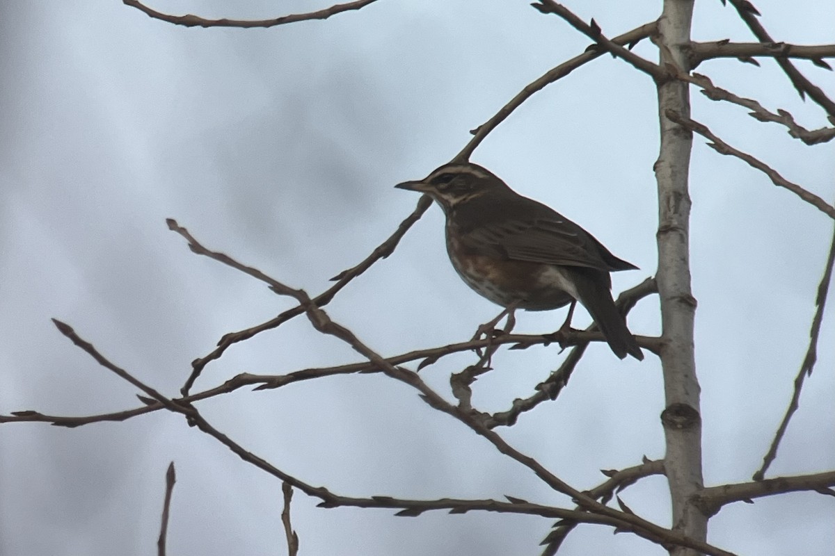 Redwing - ML646698707