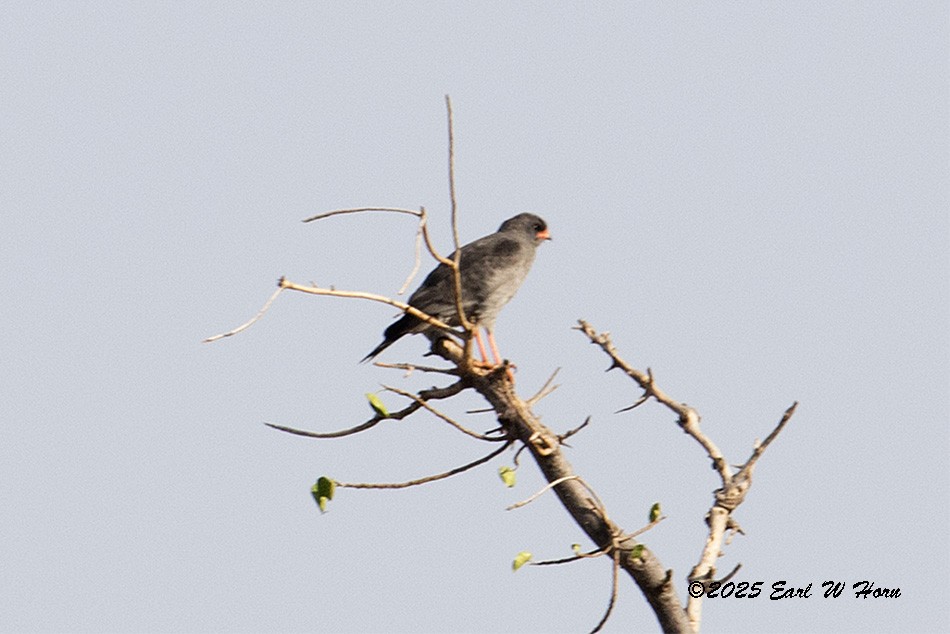 Яструб-крикун темний - ML646698709