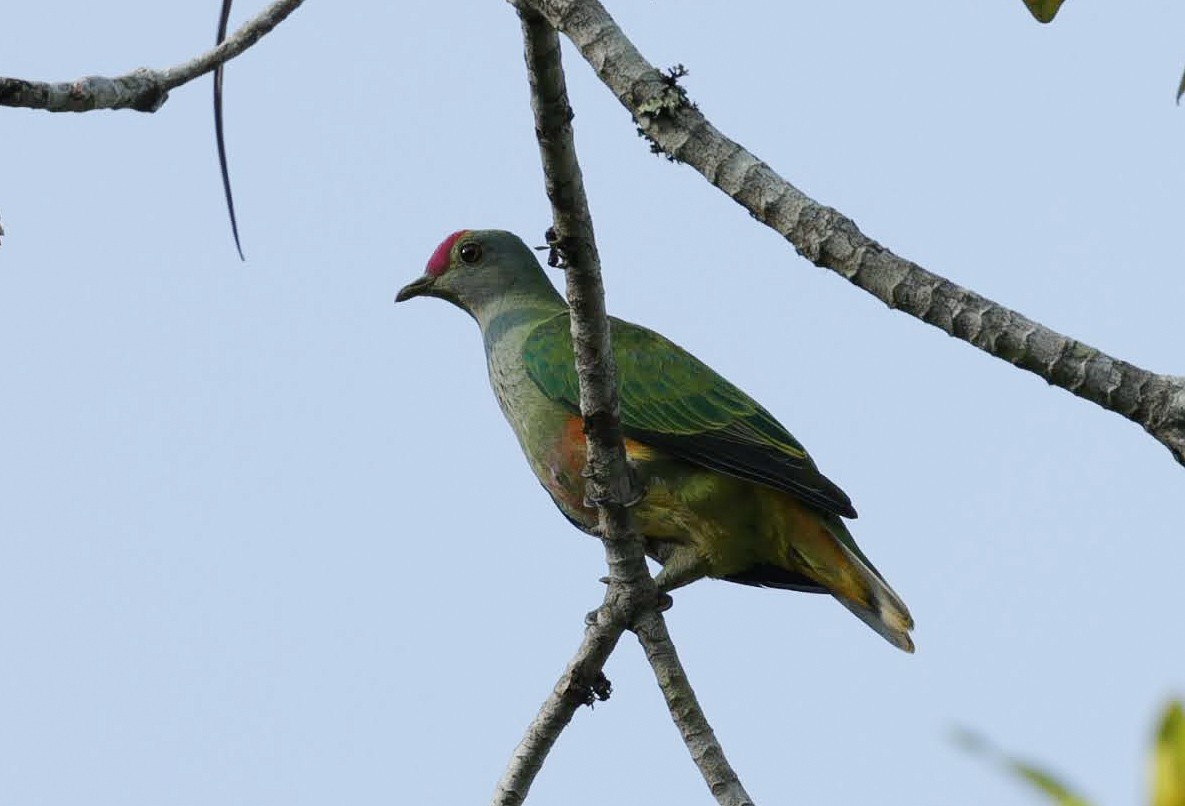 Rose-crowned Fruit-Dove - ML646698710