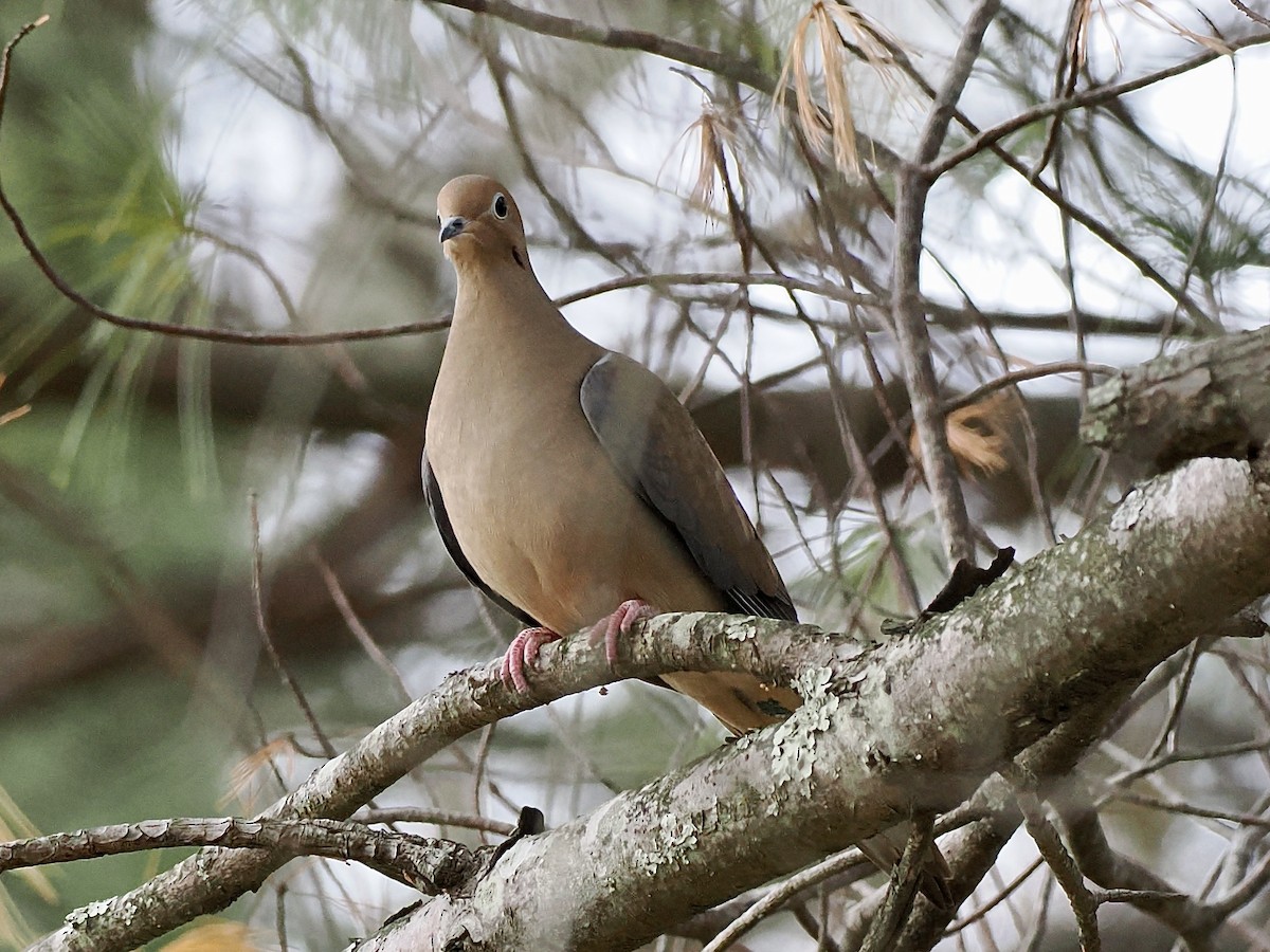 Mourning Dove - ML646698711