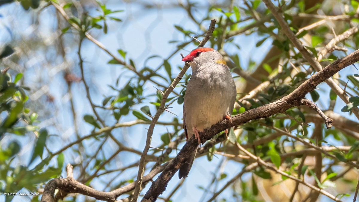 Red-browed Firetail - ML646698712