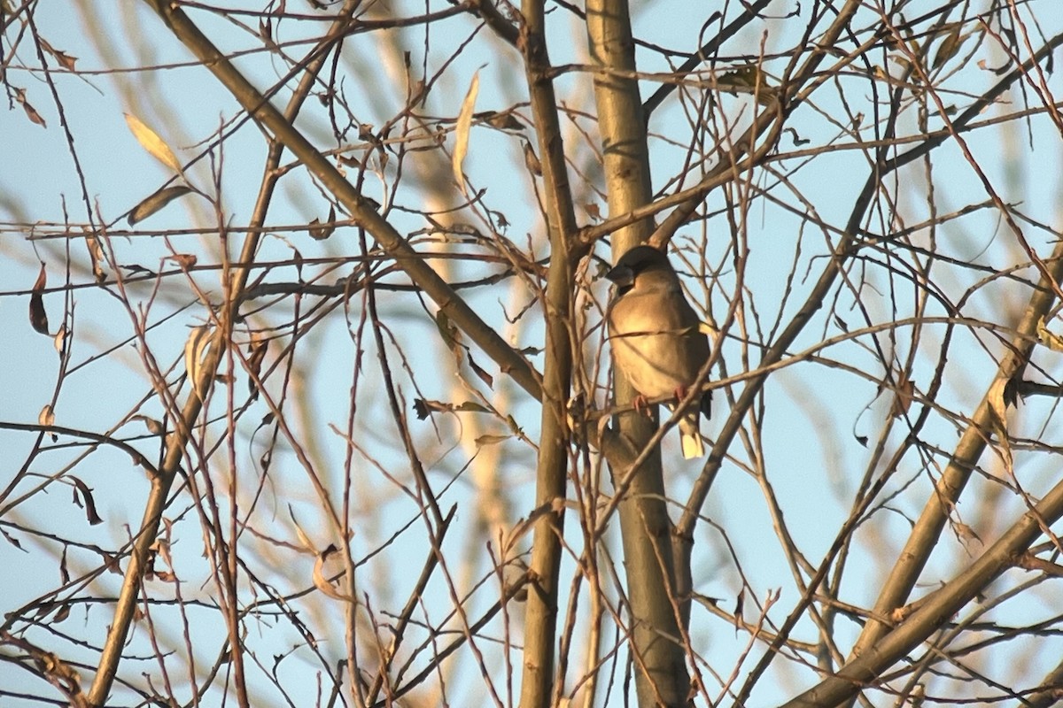 Hawfinch - ML646698713