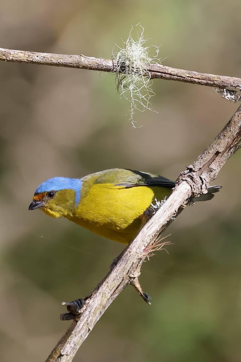 Синеголовая эуфония - ML646698714