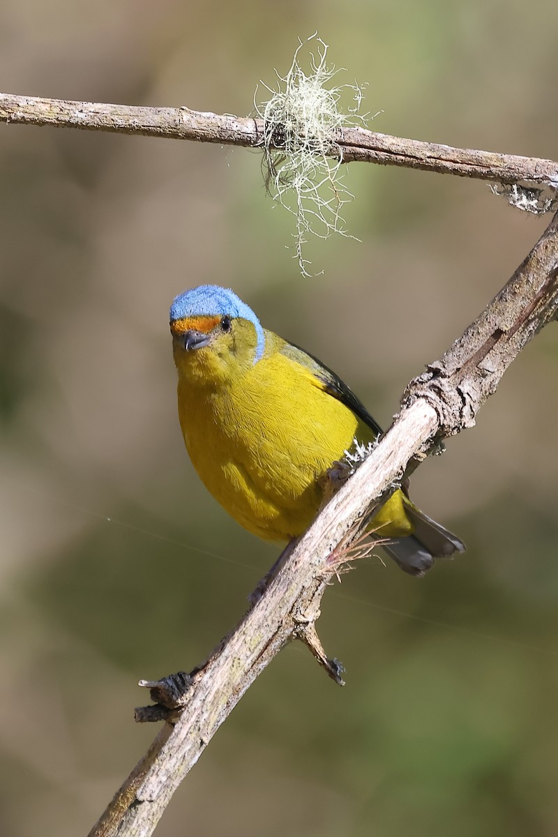 Синеголовая эуфония - ML646698715