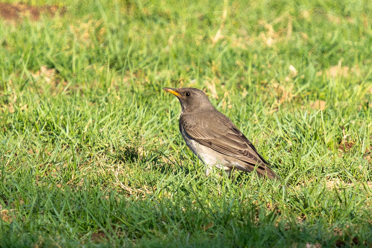 Дрізд чорноволий - ML646698717