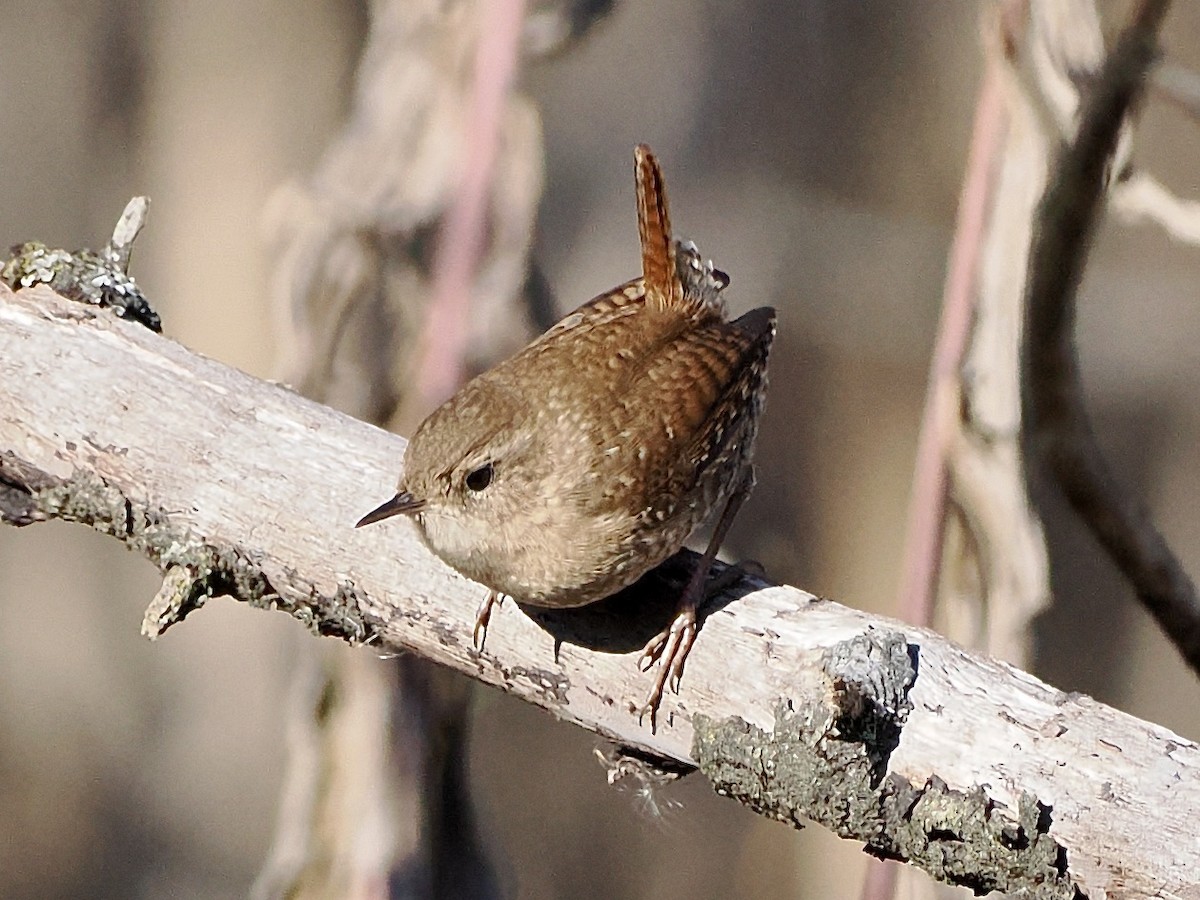 フユミソサザイ - ML646698718