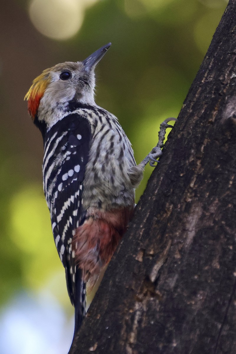 Brown-fronted Woodpecker - ML646698719