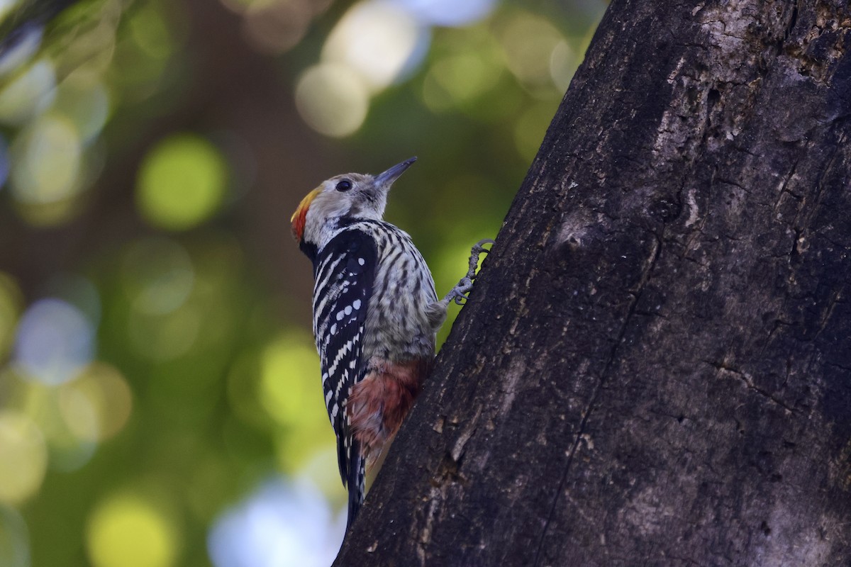 Brown-fronted Woodpecker - ML646698720