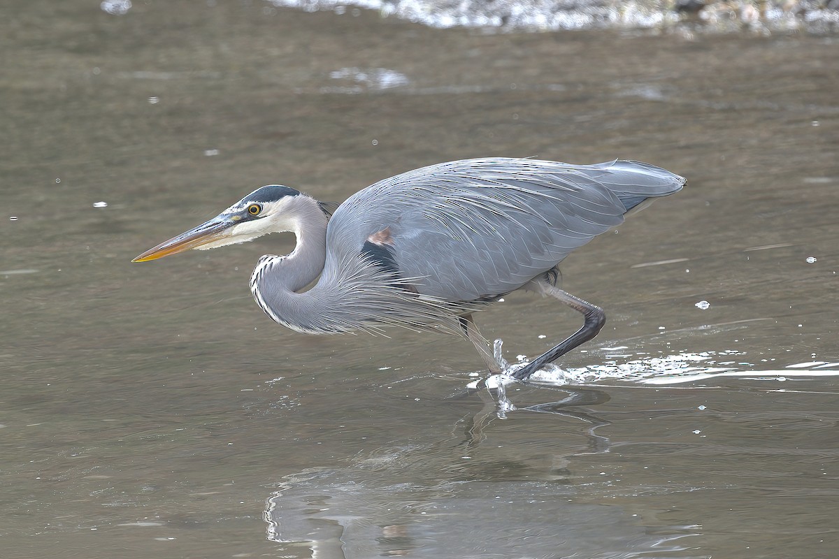 Great Blue Heron - ML646698721