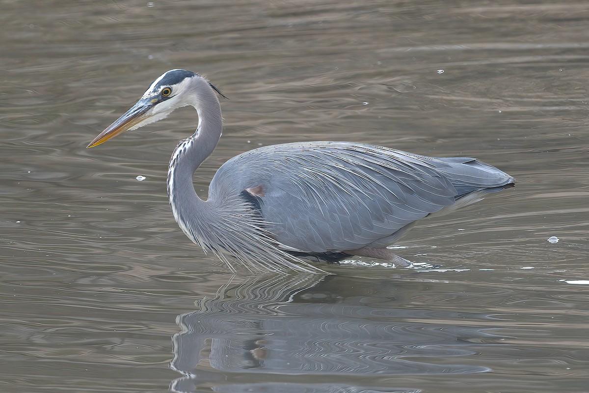 Great Blue Heron - ML646698722