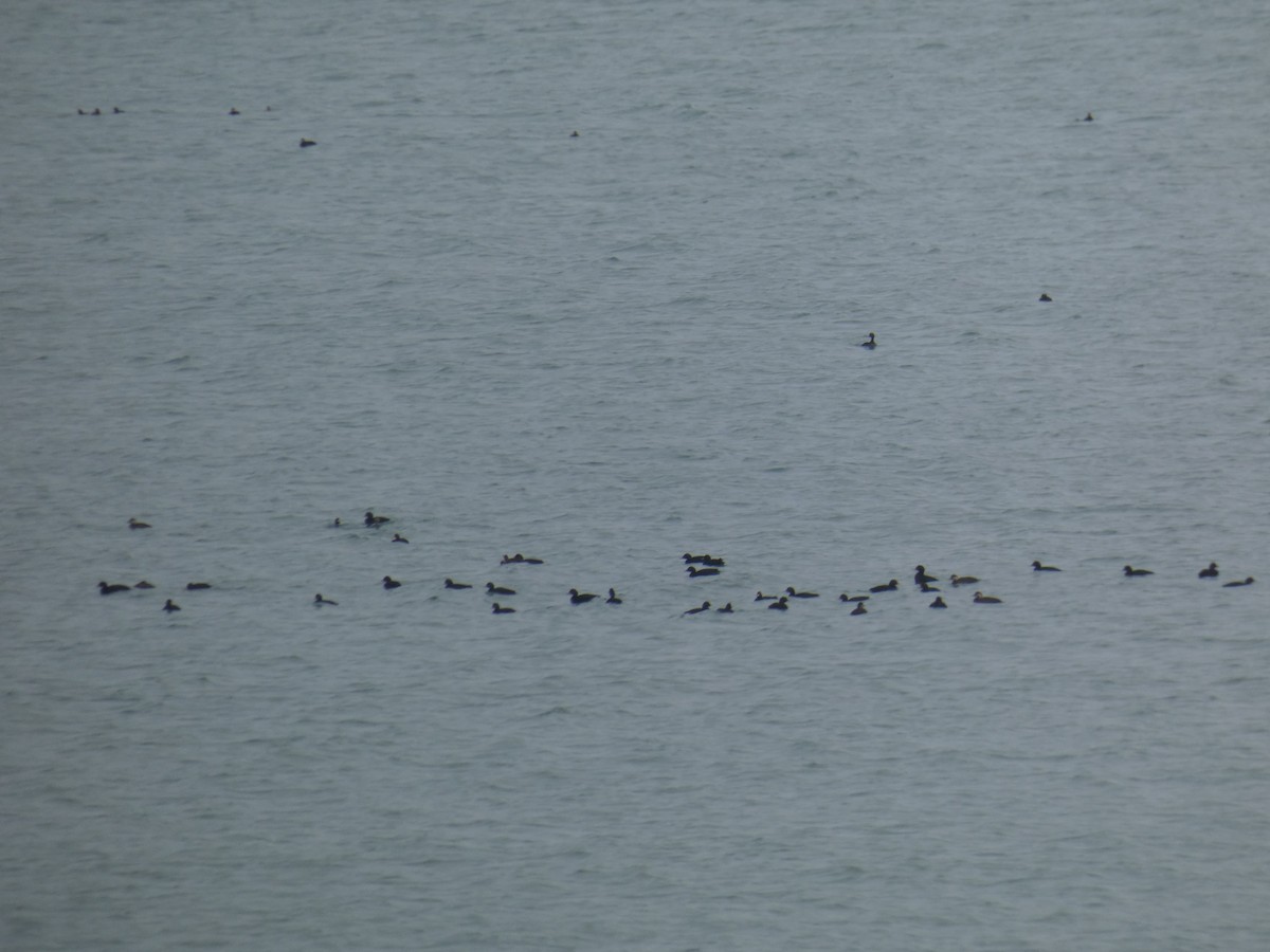 ヨーロッパクロガモ - ML646698723