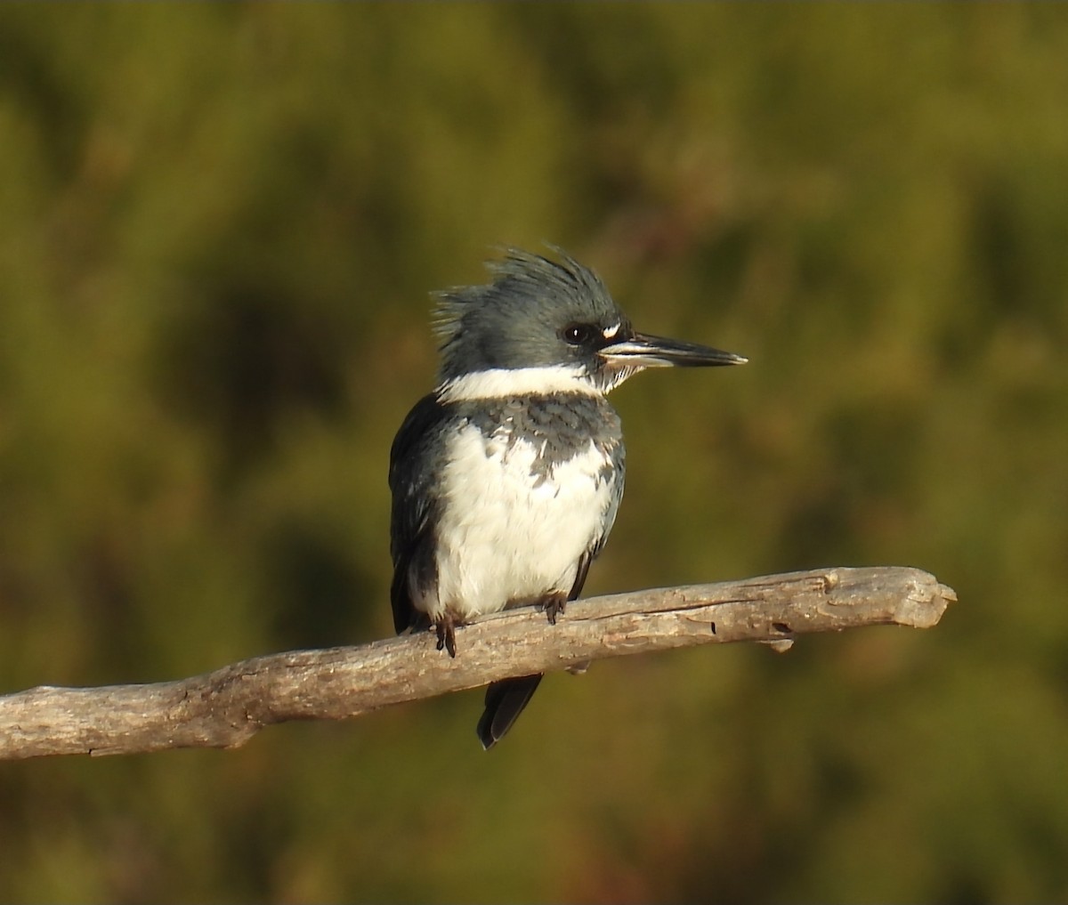 שלדג אמריקני - ML646698726